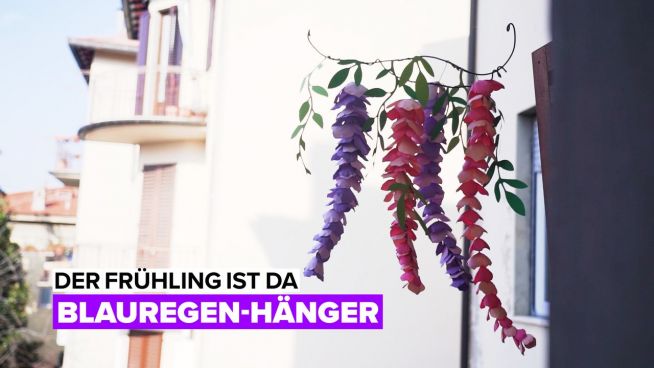 Der Frühling ist da: Blauregen-Hänger